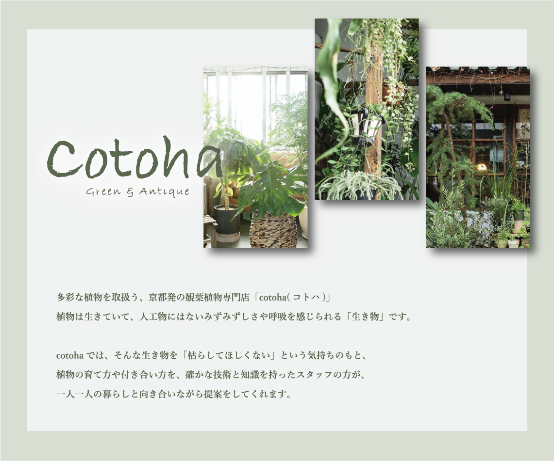 多彩な植物を取扱う、京都発の観葉植物専門店「cotoha(コトハ)」。植物は生きていて、人工物にはないみずみずしさや呼吸を感じられる「生き物」です。
                cotohaでは、そんな生き物を「枯らしてほしくない」という気持ちのものと、植物の育て方や付き合い方を、確かな技術と知識を持ったスタッフの方が、一人一人の暮らしと向き合いながら提案をしてくれます。